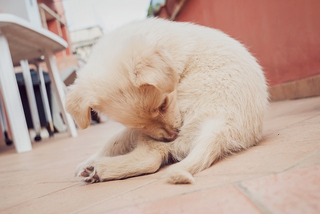 犬にもネコノミ？いつもと違うペットの仕草は要チェック。